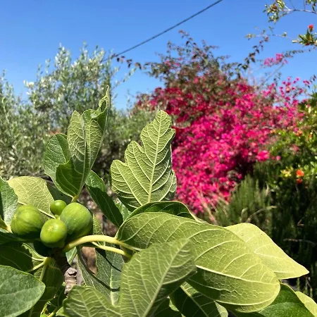 펜션 Bright Cozy With Terrace, Garden & Sea View Neokhorion (Messenia)